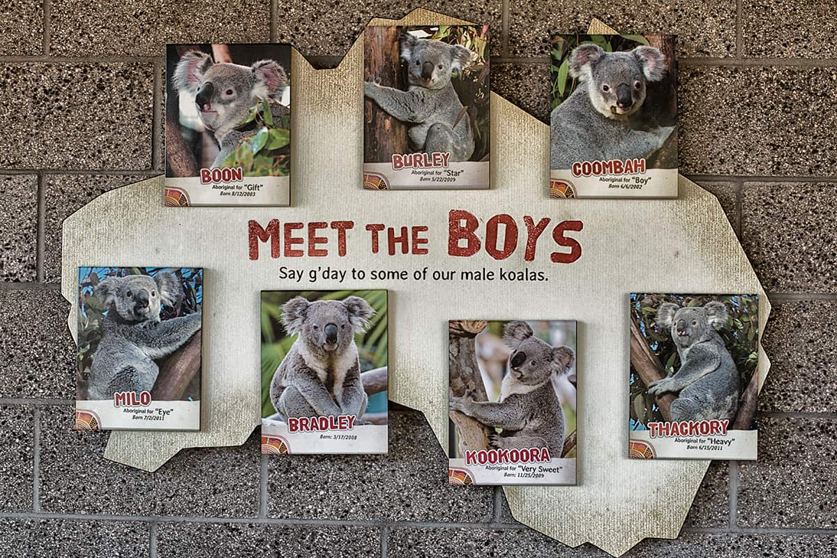 koala-san-diego-zoo