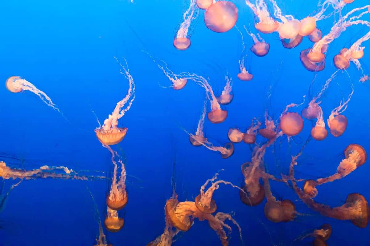 see monterey bay aquarium