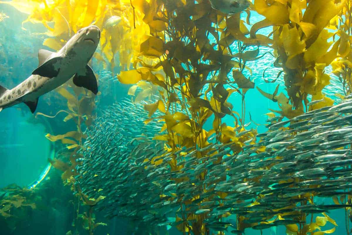 see monterey bay aquarium 