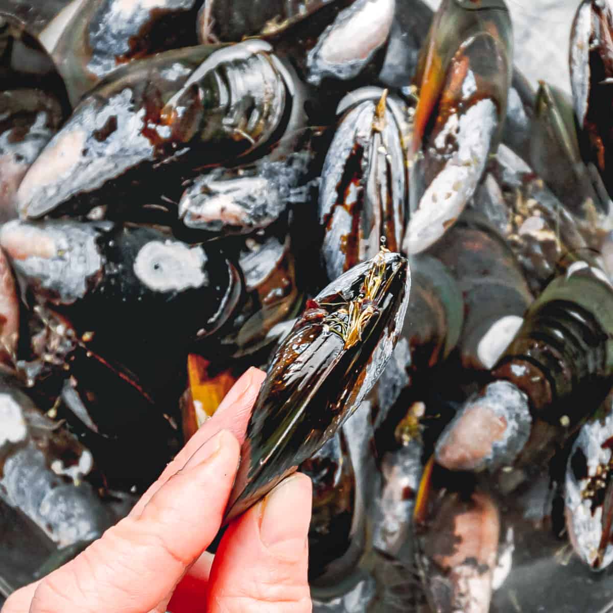 How to debeard mussels.